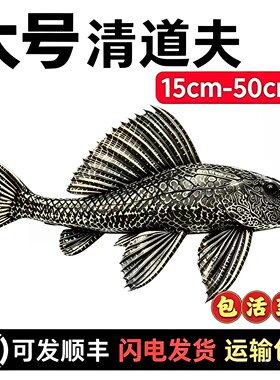 大号清道夫吃粪便淡水鱼观赏鱼工具鱼清洁鱼缸除藻冷水清道夫大型