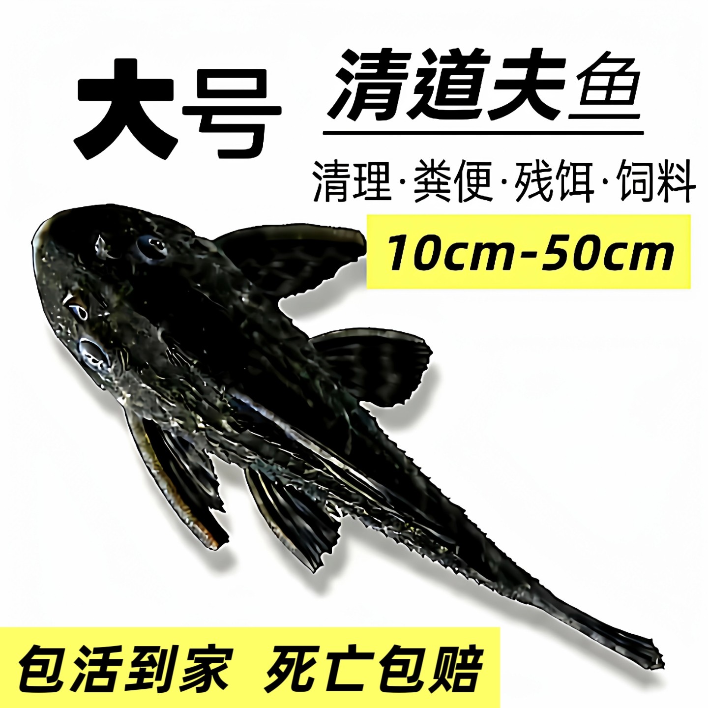大号清道夫鱼除藻大型鱼缸清洁鱼垃圾鱼缸鱼池工具鱼清理残食粪便