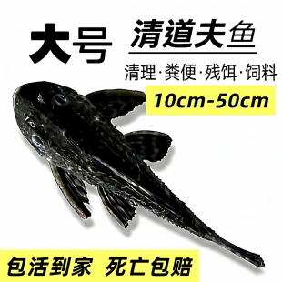 大号清道夫鱼工具清洁鱼缸鱼粪除藻热带吃垃圾耐活好养似鮈鱼棒花
