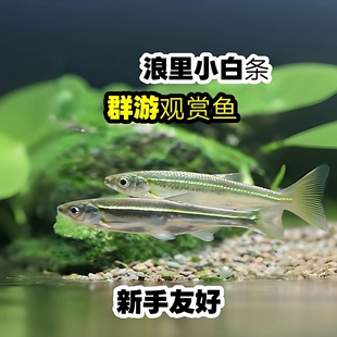 一眉道人白条鱼闯缸鱼活体麦穗鱼冷水鱼观赏鱼新手好养包活群游鱼