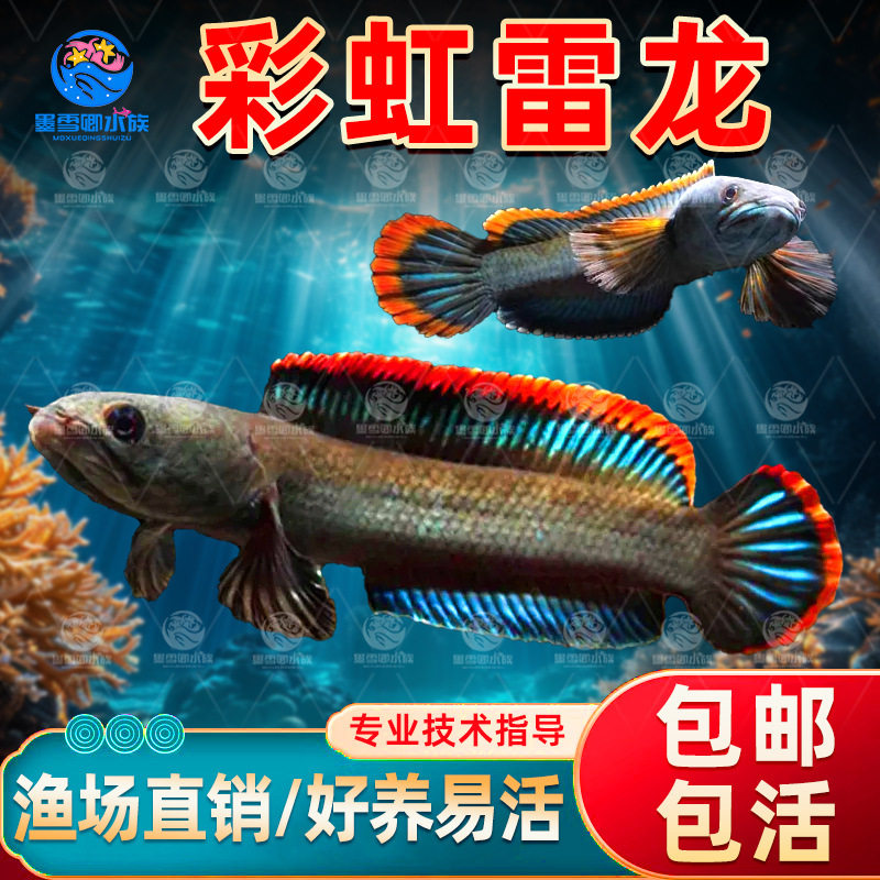 南鳢雷龙鱼观赏鱼冷水鱼红尾龙鱼凶猛七彩雷龙淡水活体彩虹雷龙鱼