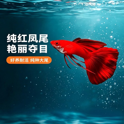 全红孔雀鱼活鱼热带观赏鱼纯种大尾巴凤尾鱼小型淡水好养耐活