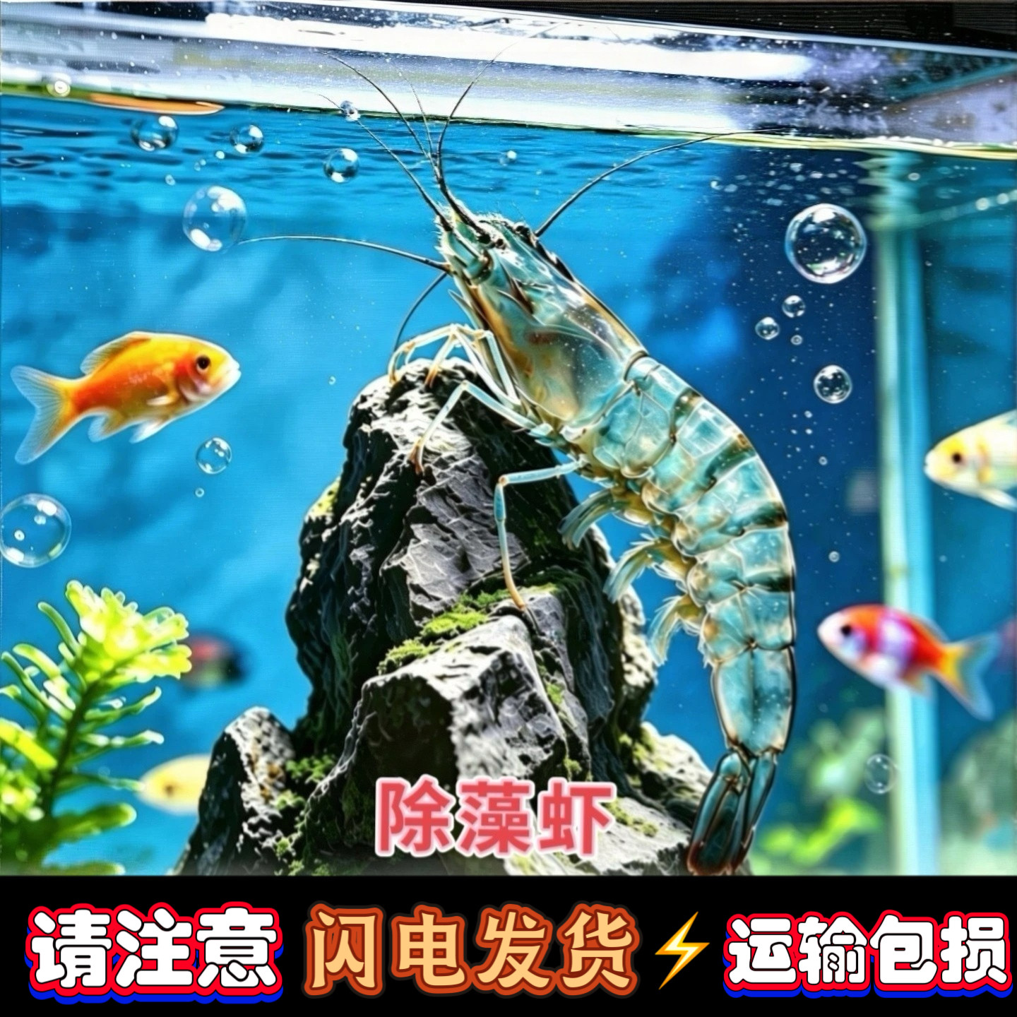 水草缸除藻能手黑壳虾大青虾原生缸工具虾淡水清洁观赏虾运输包损
