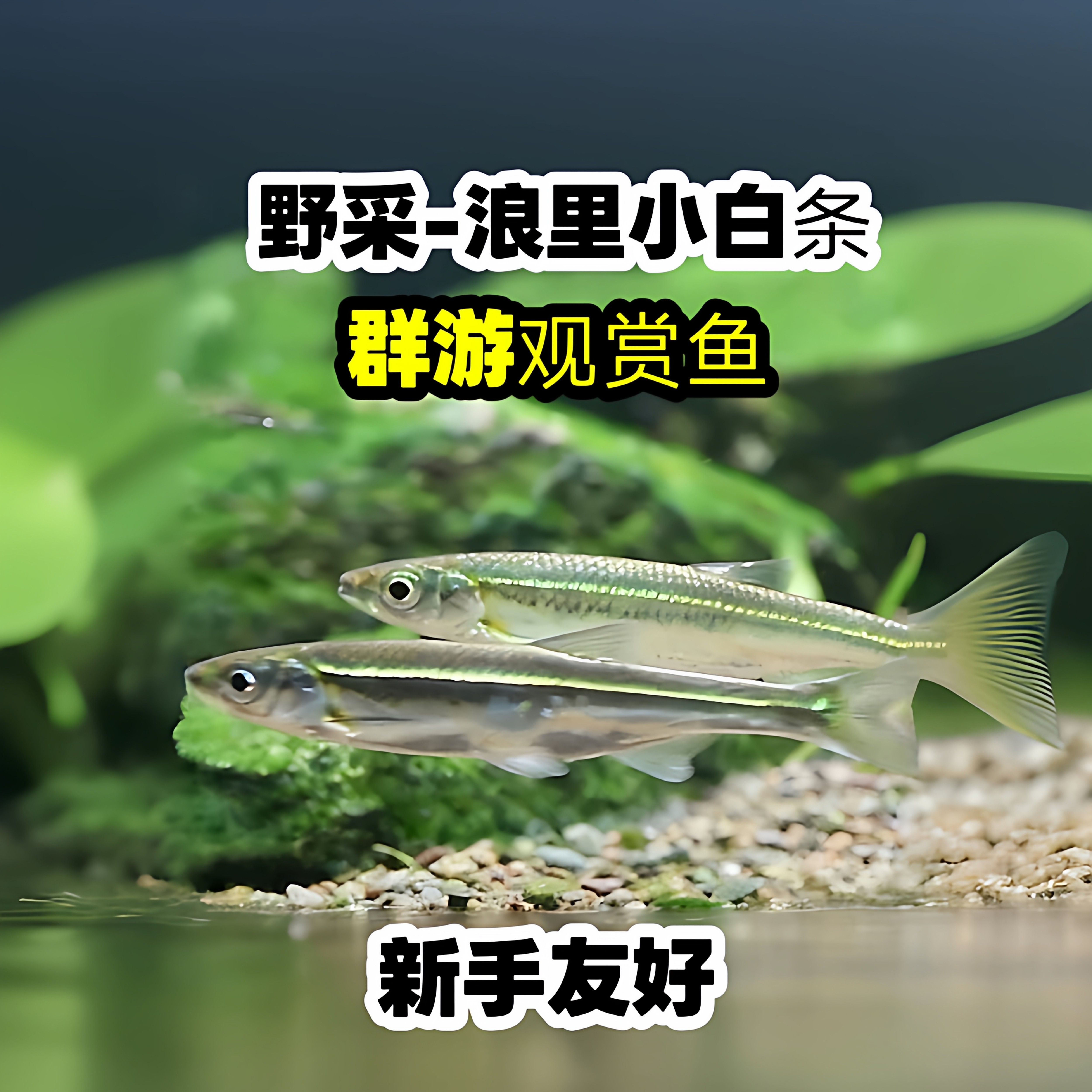 原生群游白条活体溪石缸造景花腰一眉道人冷水观赏鱼新手好养包活,宠物/宠物食品及用品,鱼,淘宝优惠券,粉丝福利购,淘宝优惠卷