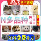 小宠物仓鼠宝宝金丝熊活体宝宝布丁紫仓奶茶长毛熊仔已打疫苗 包邮