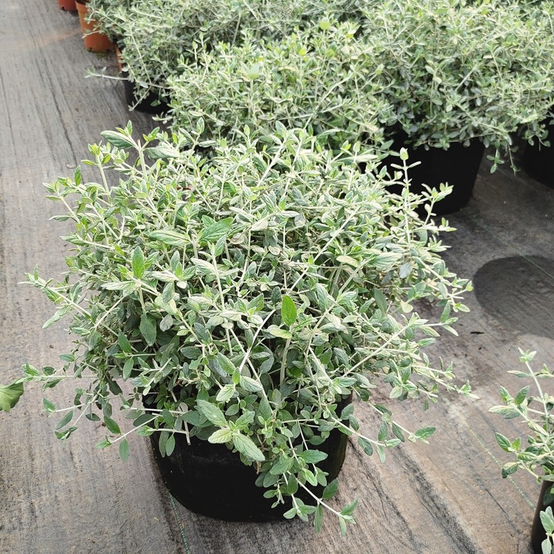 花镜植物 水果兰盆栽花苗 绿化花园观叶植物四季常青银色耐寒热