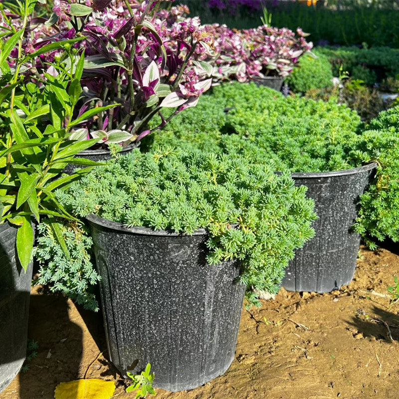 中华景天盆栽庭院阳台花镜地被植物四季常绿喜阳易养多肉绿植包邮