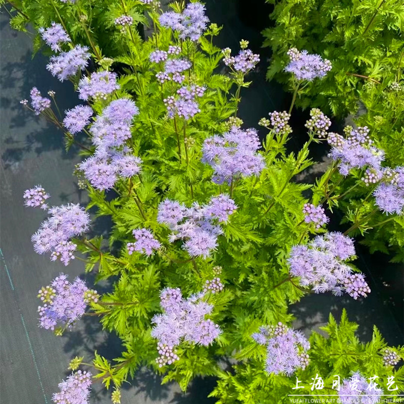 蓝雾花盆栽花镜蓝花藿香花苗蜜源植物室外庭院耐热耐寒美观造景花