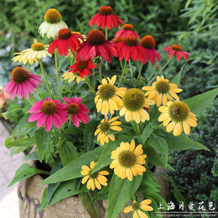 盛情松果菊盆栽花多年生宿根庭院花园地被花镜植物耐热耐寒花期长