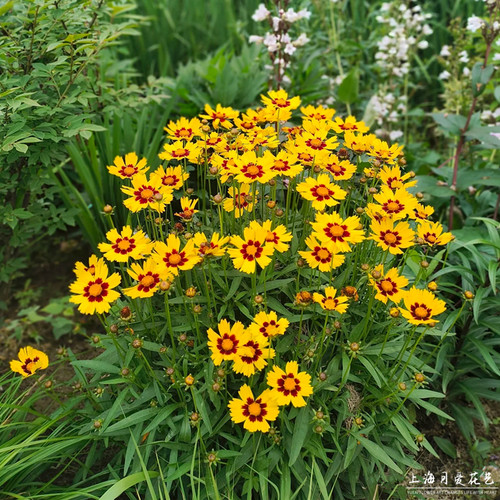 金鸡菊盆栽花苗庭院花园耐热耐晒