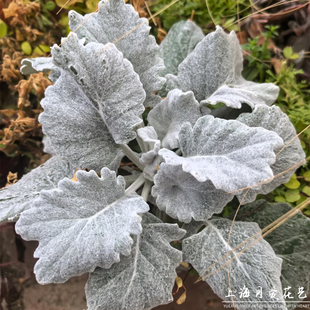 银白鼠尾草花苗月神庭院阳台花镜造景银白色植物多年耐寒耐旱盆栽