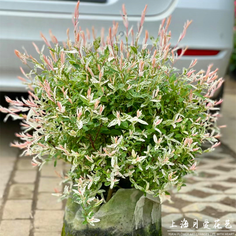 彩叶杞柳盆栽花园阳台彩叶花镜图片