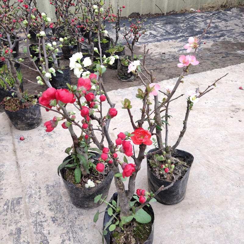 海棠花盆栽 四季老桩海棠花 日本海棠盆景树桩海棠室内花卉绿植