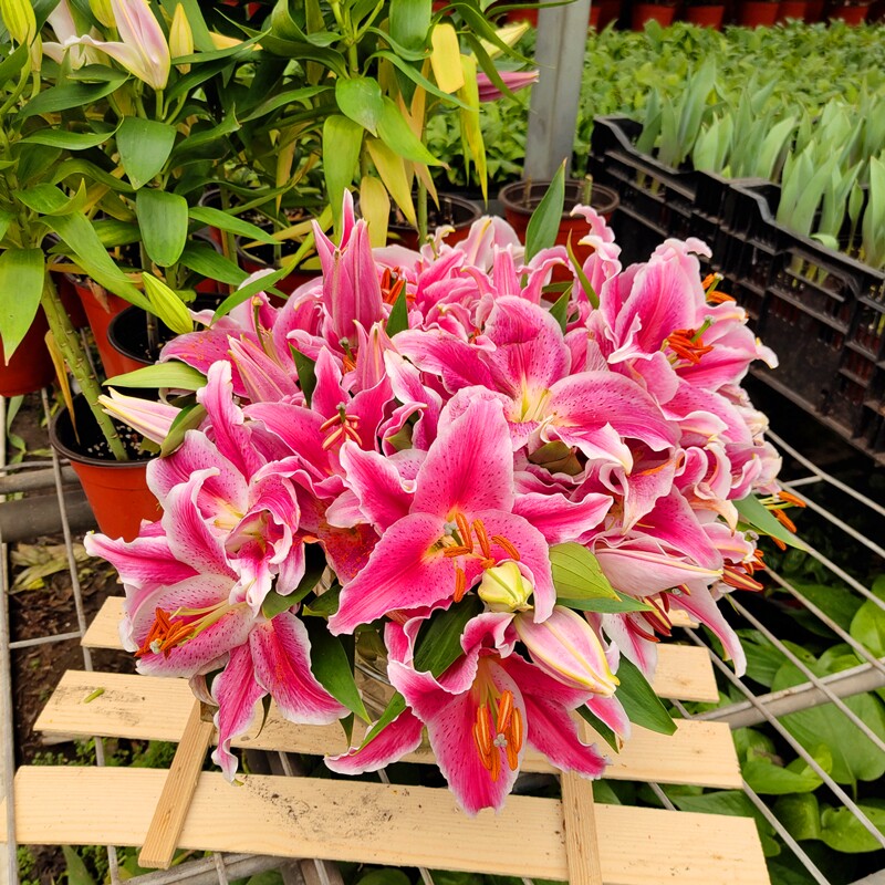 进口香水百合花盆栽金百合年宵花卉室内带盆种好带花苞发货包邮