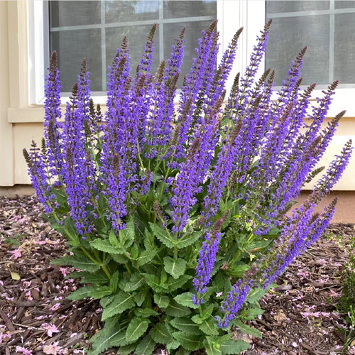 鼠尾草雪山蓝萨丽芳庭院阳台花镜