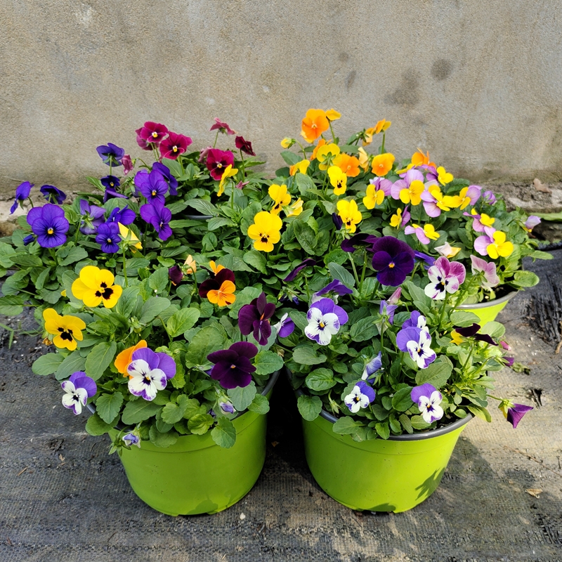 角堇花苗三色堇大盆带花蝴蝶花盆栽阳台庭院耐寒花卉花园调色好养