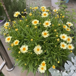 金鸡菊小闹钟盆栽耐热多年生宿根室内阳台庭院花园植物花苗花期长