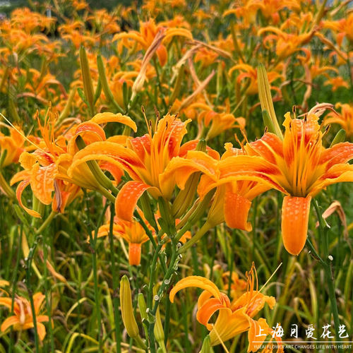 大花萱草花苗花境植物多年生耐热