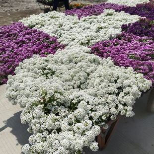 香雪球盆栽阳台庭院多年生耐寒耐冻爆花芳香花毯植物垂吊花卉带花