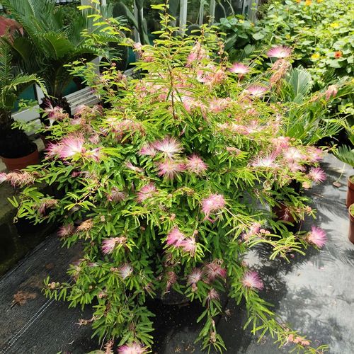 合欢花盆栽质量怎么样 合欢花盆栽口碑怎么样 小麦优选