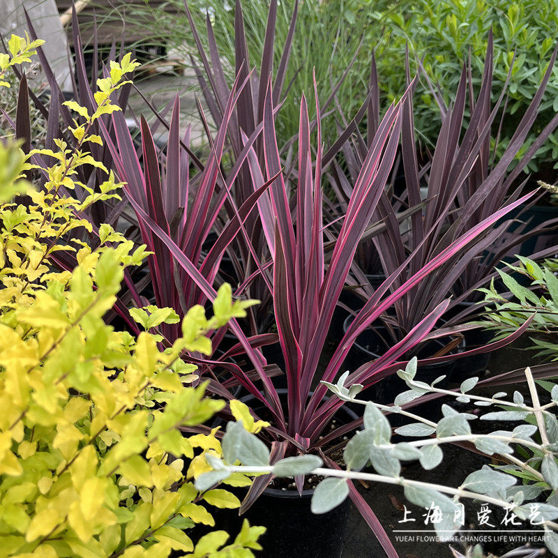 进口彩虹朱蕉斗牛士澳洲朱蕉盆栽红巨人观叶阳台花园庭院造景耐热