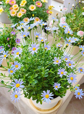 蓝色玛格丽特盆栽蓝费丽菊雏菊花室外阳台耐寒花卉花期久蓝玛带花