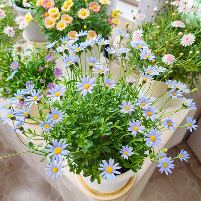 蓝玛花盆栽庭院阳台耐寒四季开花