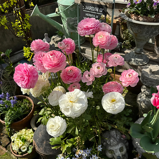 花毛茛洋牡丹盆栽花苗带花苞阳台庭院露台多年生球根植物花卉好养