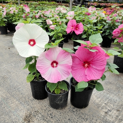 大花芙蓉葵盆栽庭院阳台花期长