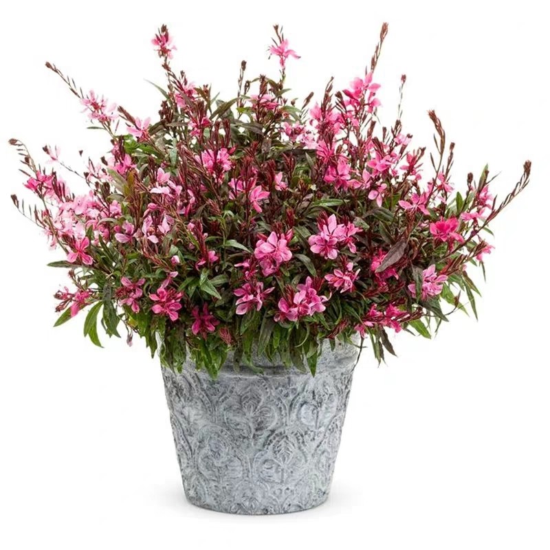 千鸟花盆栽山桃草花卉地被花镜