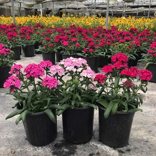 霹雳石竹盆栽绣球石竹花苗窗台庭院耐寒热耐冻露天植物多年生花卉