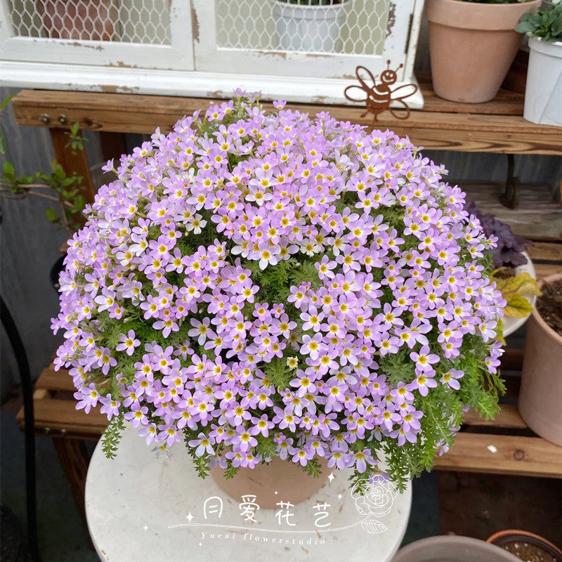 安徽羽叶报春盆栽苗室内阳台庭院花卉耐寒花期长花量大易爆盆包邮,鲜花速递/花卉仿真/绿植园艺,时令草本花卉,淘宝优惠券,粉丝福利购,淘宝优惠卷