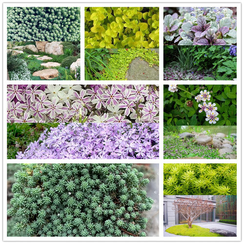 庭院地被四季植物常青佛甲草芝樱