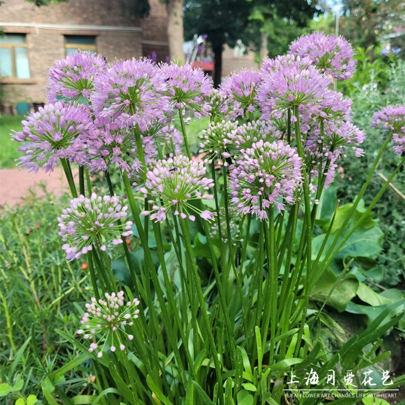 进口小花葱迷巧千禧年夏日美人耐寒耐热花卉植物盆栽庭院阳台绿植