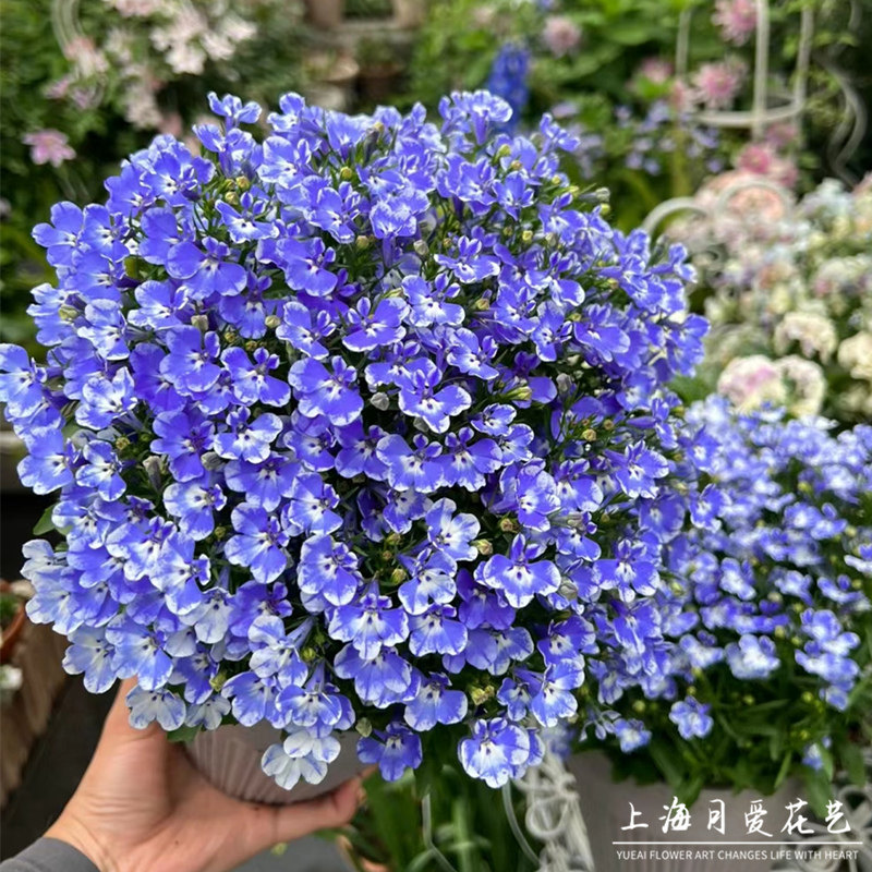 六倍利盆栽阳台开花不断蓝色半边莲花苗庭院开花机器花量大带花苞