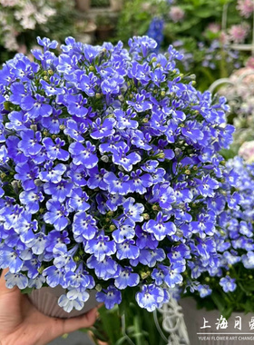 六倍利盆栽阳台开花不断蓝色半边莲花苗庭院开花机器花量大带花苞
