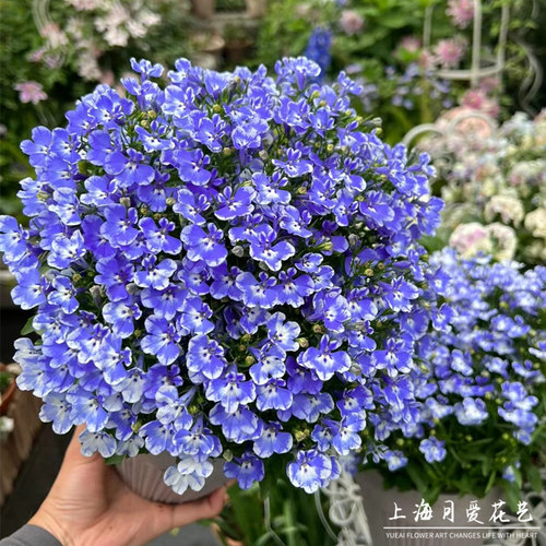 半边莲花苗庭院阳台爆盆花卉