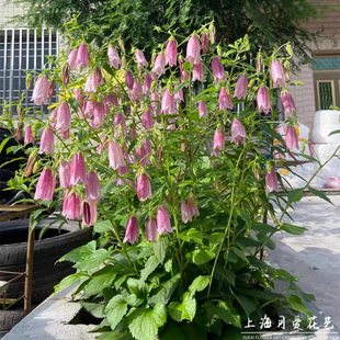 紫斑风铃草卢布盆栽庭院阳台多年生花镜宿根花苗耐寒耐热多花好养
