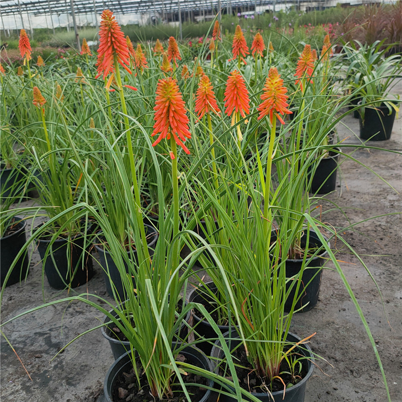 火把莲 火炬花盆栽 庭院地载阳台多年生宿根耐寒花卉花境植物网红