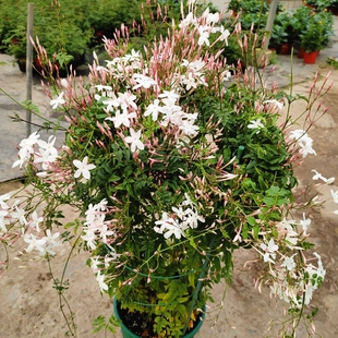 多花素馨盆栽爬藤花苗带花苞多年生藤本攀援观花植物花期长有香味