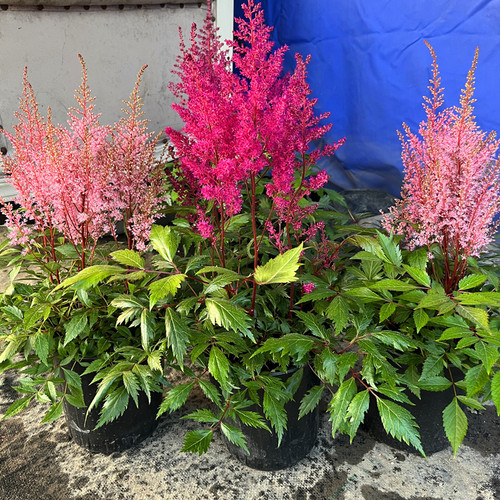 落新妇庭院阳台多年生盆栽