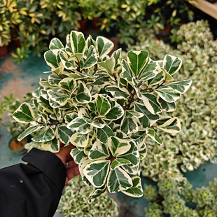 心叶榕锦盆栽桌面室内外花叶三角榕树观叶绿植好养活装饰耐养植物