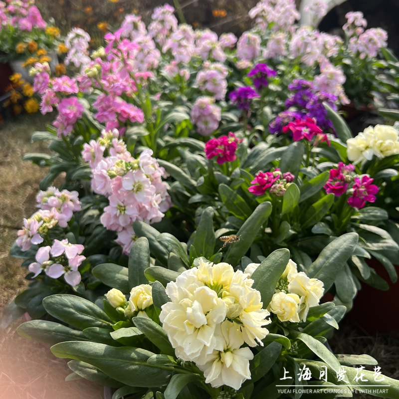 耐寒紫罗兰盆栽 冬季露天花卉 庭院阳台耐半阴芳香花镜植物花期长