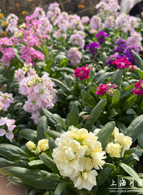 耐寒紫罗兰盆栽 冬季露天花卉 庭院阳台耐半阴芳香花镜植物花期长