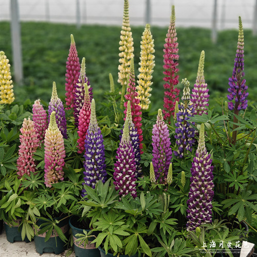 鲁冰花庭院阳台花卉盆栽四季开花