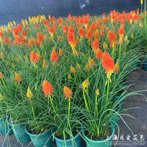 多年生阳台耐寒宿根火炬花盆栽