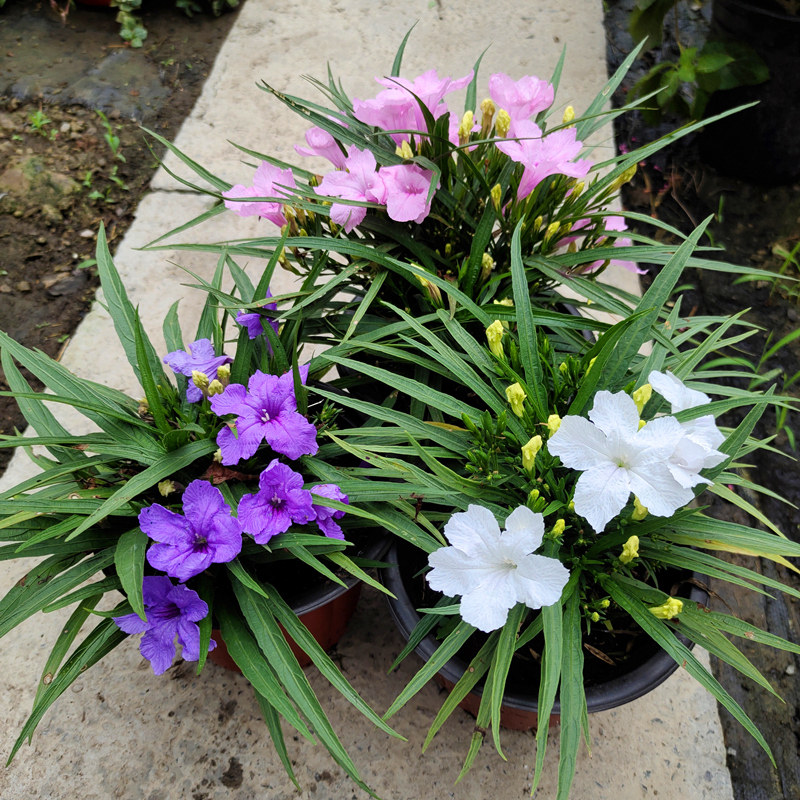 翠芦莉盆栽蓝花草矮生蓝花粉花庭院花镜植物多年生宿根耐热花期长