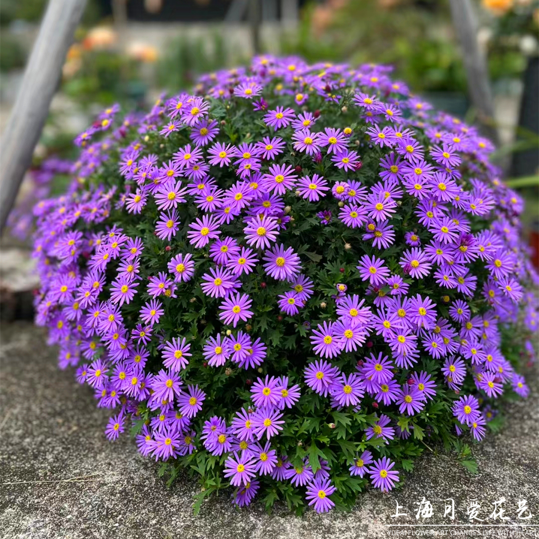 姬小菊盆栽易爆花紫色雏菊耐寒热