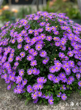 姬小菊盆栽菊花花苗多年生庭院阳台花卉紫色雏菊耐寒耐热开花绿植