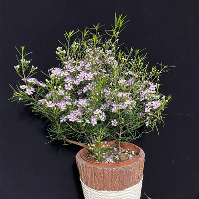 澳洲腊梅盆栽庭院阳台冬季开花